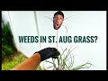 Do you have weeds in your ST. AUGUSTINE GRASS? WATCH!