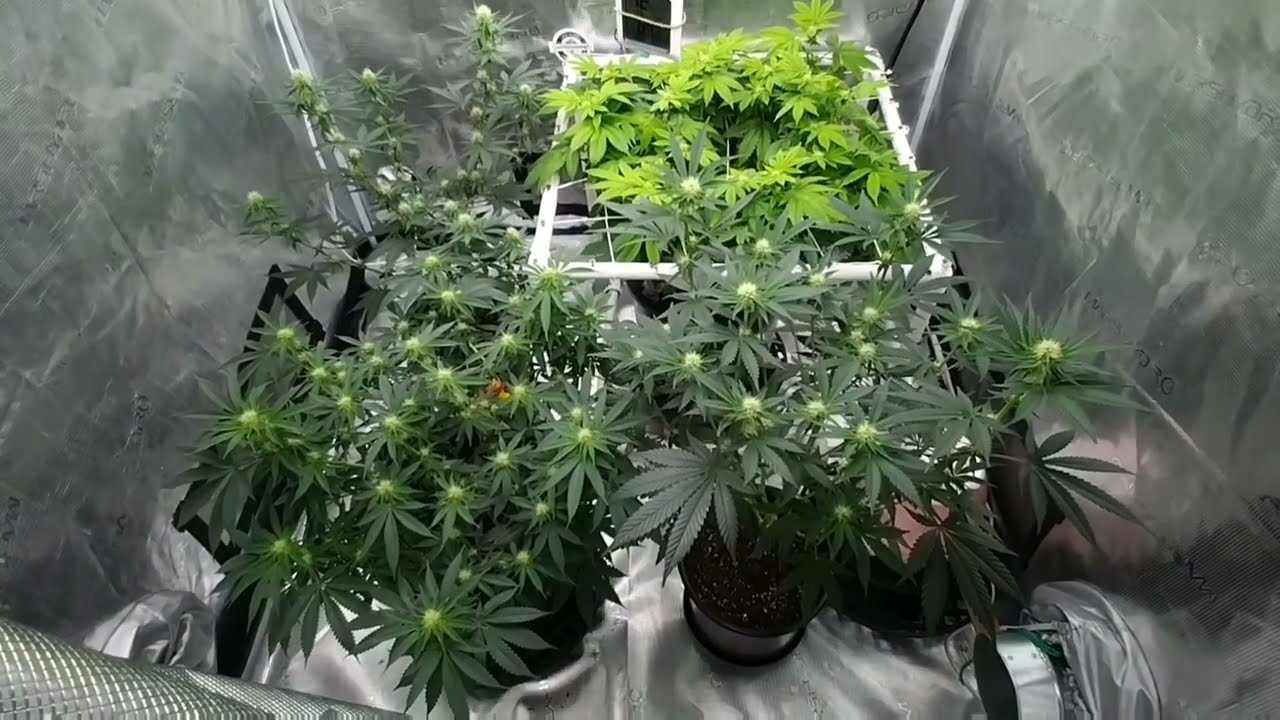 Coco & grow dots versus Super soil 