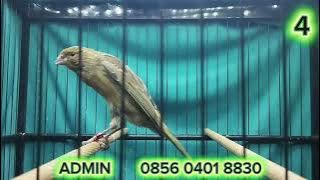 BAHAN SCOTFANCY LOKAL, F1YS, F1RASMI   !!!    MONGGO DI GAS BOS Q