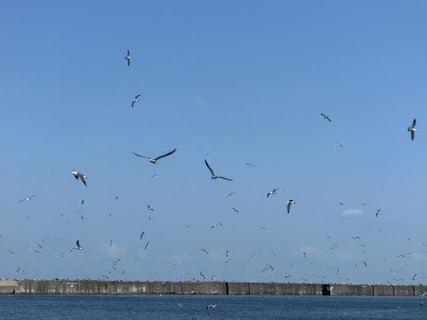 海を見ていた午後（荒井由美）フルート：松田霧生