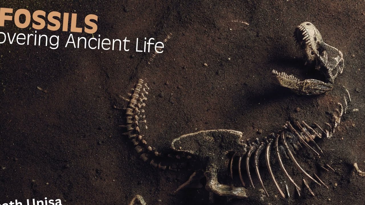Finding Fossils | Discovering Ancient Life | Zoya Ibads Edu Hub 🌍