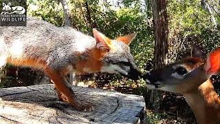 A fox and a fawn share a nose kiss Can we be friends