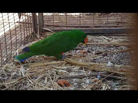 A male of Eclectus parrot