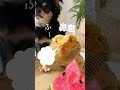 スイカに興奮するトカゲと食べ方が志村けんな犬 #shorts #チワワとトカゲの日常