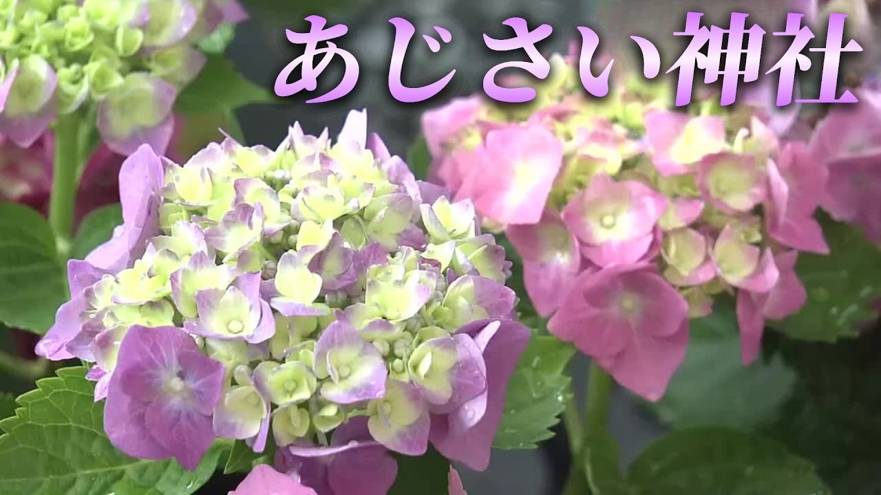 1500 hydrangea plants at 'Ajisai Shrine' in Haruno-cho, Kochi City