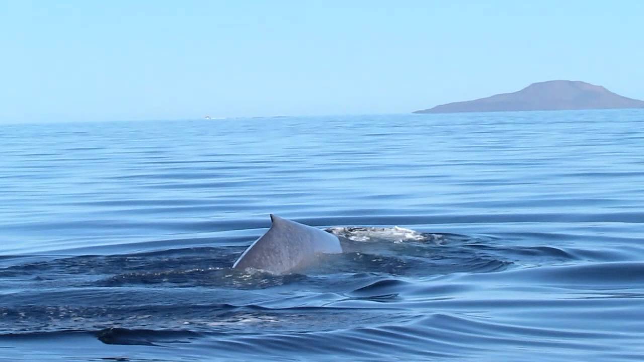 Blue whale near Loreto - YouTube