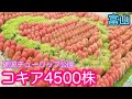 【コキア】4500株を見ながら砺波チューリップ公園をトイプーとさんぽ