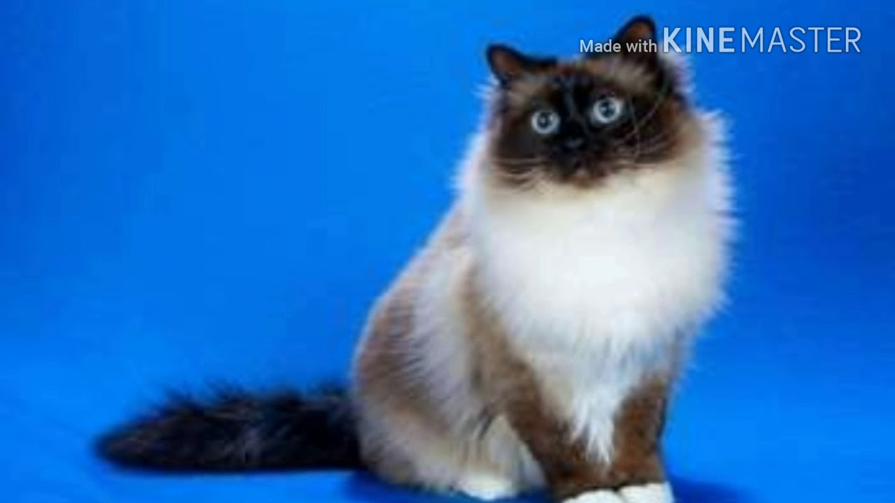 Кошки Бирманской Породы Фото