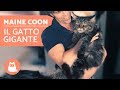 Gatto MAINE COON: video documentario – Il gatto GIGANTE