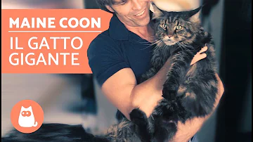 Cosa vuol dire Maine Coon?