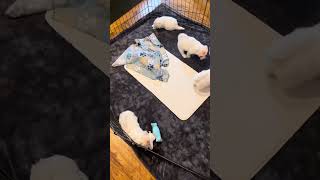 Lia & Tex pups at almost 7 weeks old !