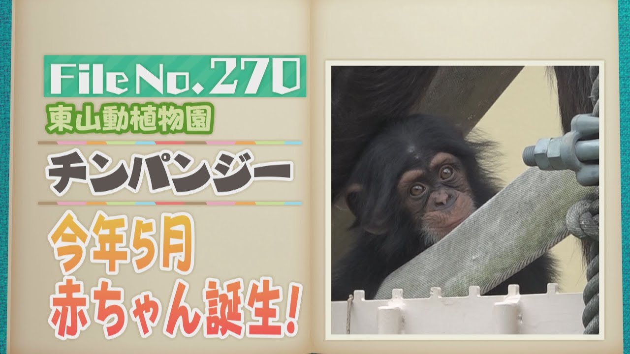 5月に赤ちゃん誕生！東山動植物園の「チンパンジー」【どうぶつZOO鑑