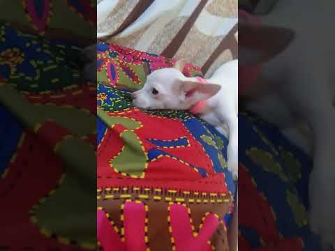 Sleepy White Chihuahua