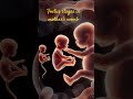 foetus stages in mother's womb #shorts #science