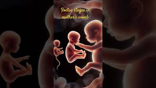 foetus stages in mother's womb #shorts #science