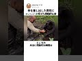 手を差し出した男性に チンパンジーが見せた感動的な姿