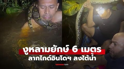 Terrifying Moment: Giant 6-Meter Python Drags Guide Underwater in Borneo | Rescue