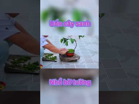 Video Uốn cây bonsai dáng văn nhân từ cây nhổ bờ tường - youtube