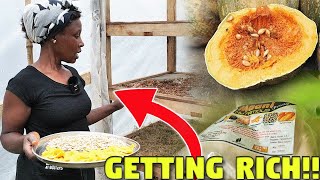 How Making Pumpkin Flour in UGANDA Can Make You SOOO RICH   (Maani Agro Processors)