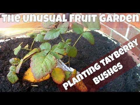 planting-tayberry-bushes-in-raised-bed-planters