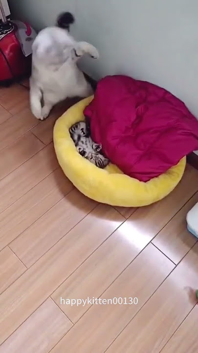 A Big Cat Bullying a Small Cat #petsrule #funnyanimals #funny #petsunited #funnypets #pets #cute