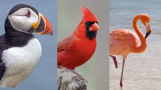Beautiful Birds Names & Sounds A to Z | A-Z Birds Sounds | Sounds of the Birds by BEAUTIFUL WORLD 3,283 views 1 year ago 1 minute, 48 seconds