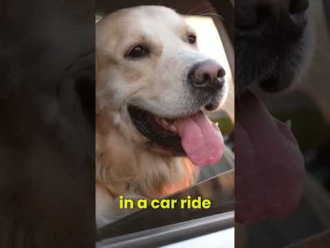 How to Keep Your Dog Calm in the Car: No Antsy Strips Work Wonders! - video from Unleash Wellness