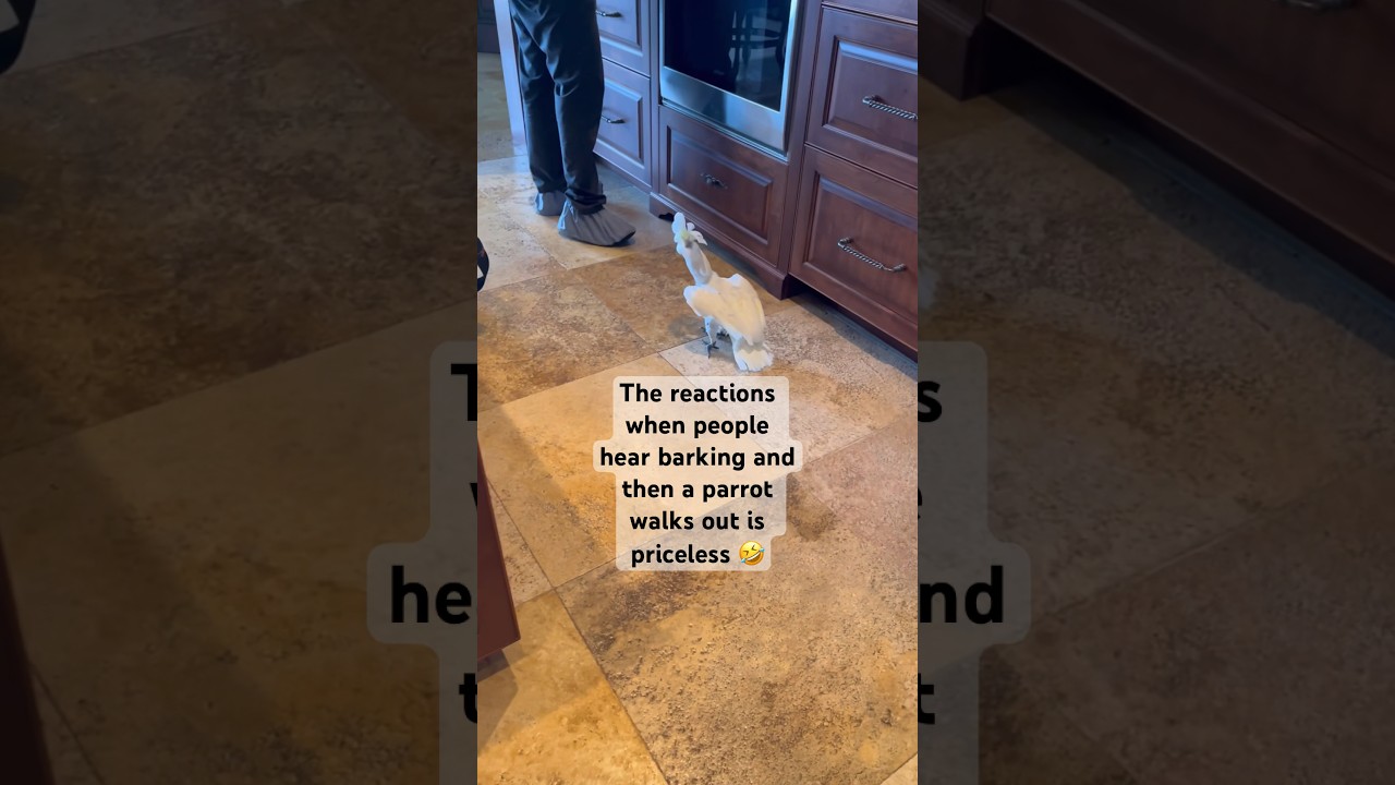 Мой попугай должен встречать каждого, кто входит в мой дом 