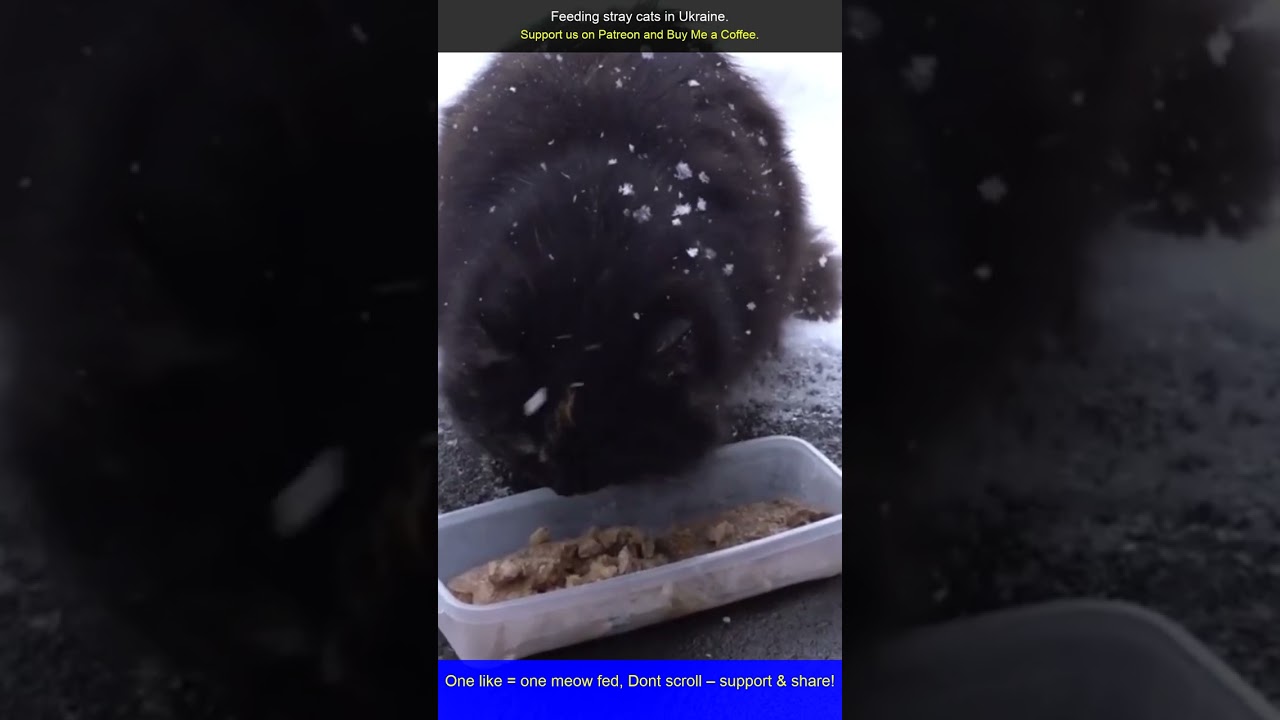 Feeding Homeless Cats on Cold Ukrainian Nights