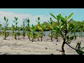 प्रकृतिक का उपहार — मैंग्रोव वन। — Mangrove Forests **Explained English