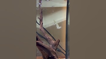 #aquariumfish #tropicalfish #aquarium #monsterfish #predatorfish #fishfeeding