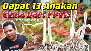 (Eps. 219) Cara Cepat Perbanyak Aglaonema! Dari 1 Pot Tumbuh 13 Anakan | Rimawan Vlog