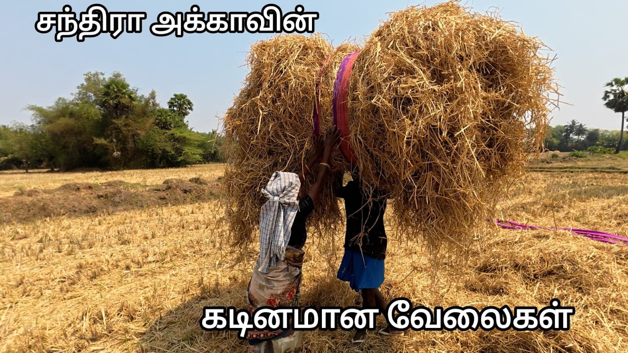 சுட்டெரிக்கும் வெயிலில் சந்திரா அக்கா மற்றும் சின்ன  அத்தானின் இன்றைய கடினமான வேலைகள்,