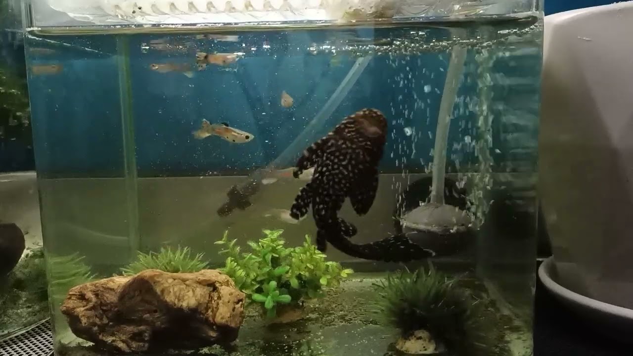 endlers breeding collections