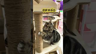 #ทาสแมว #happy #cats #shortsviral #ทาสแมว #shorts