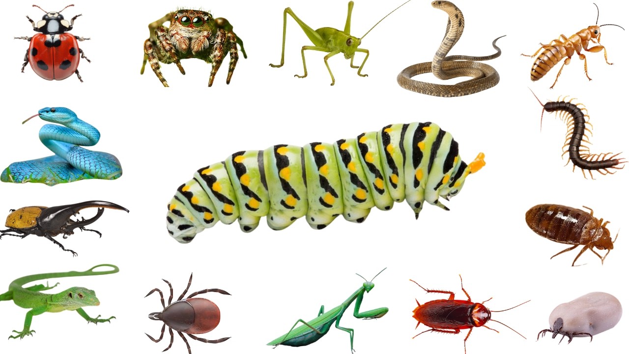 20 Insectos y Reptiles para Niños | Hormigas, Arañas, Serpientes y Más | Video Educativo