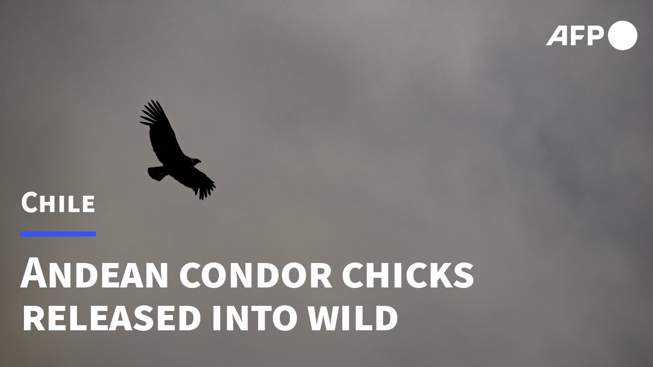 Chile prepares threatened Andean condor chicks for release into wild | AFP
