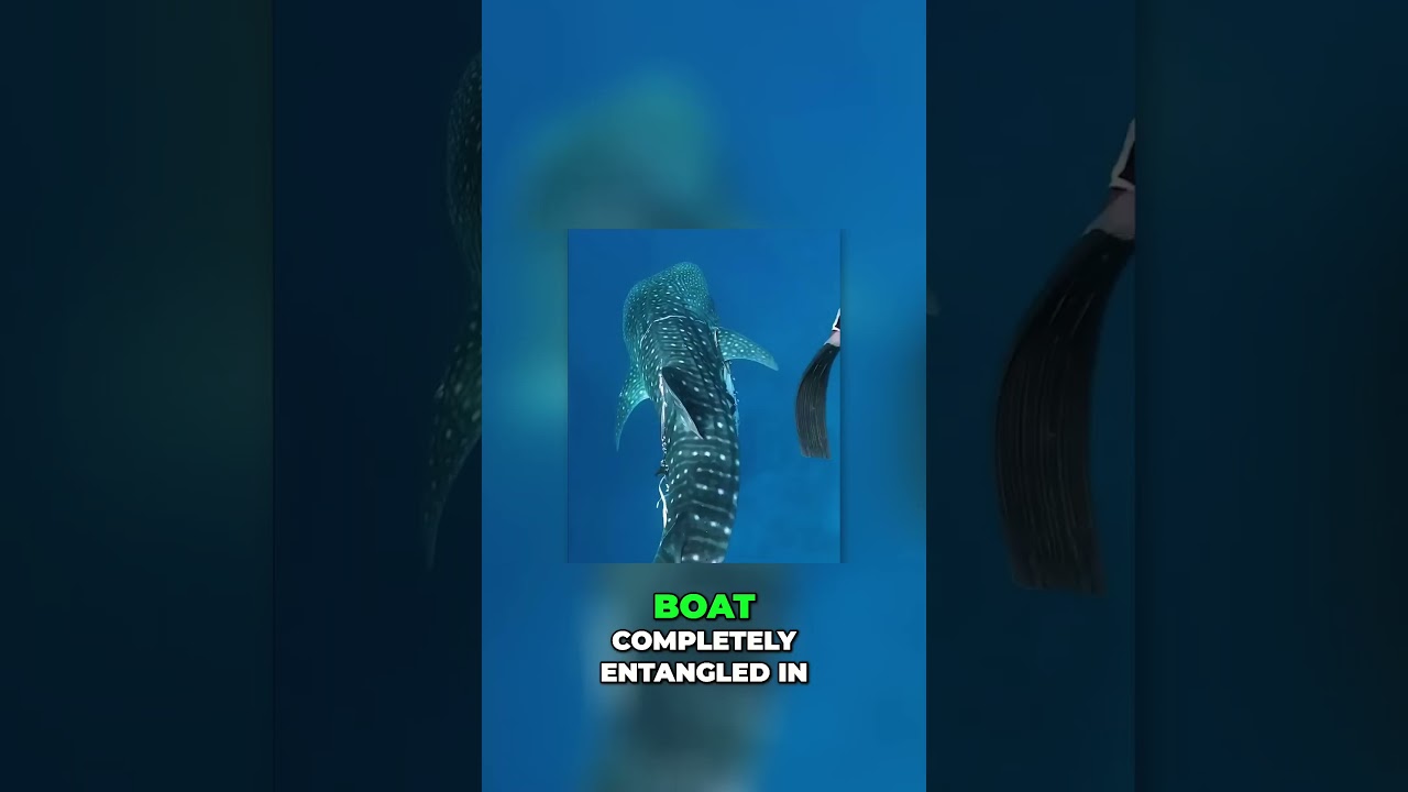 Dramatic Rescue  Divers Save Entangled Whale Shark