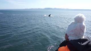 Whale&#39;s dance in Husavik, Iceland, 2021