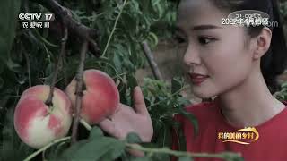 《我的美丽乡村》 20220803 桃花深处有人家|农业致富经 Agriculture And Farming