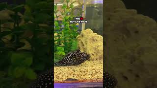 would you add this fish to your aquarium ? #fishtank #fish #bettafish #aquarium #betta