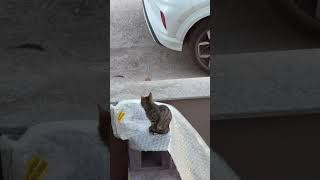 Zeytinimm #kedisesi #cat #kitten #turkishcat #kedimiyav #tekirkedi #tekir