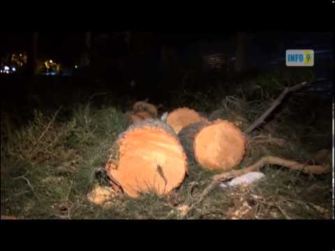 ხეების უკანონოდ მოჭრა