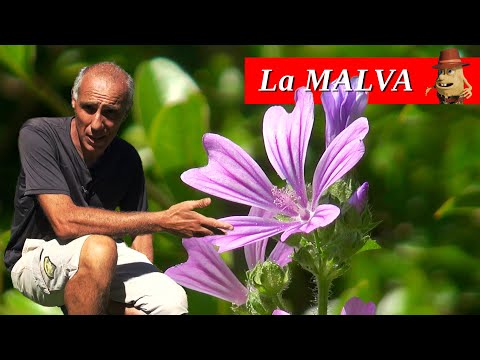 Video: Malva Dalle Foglie Rotonde