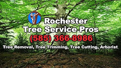 Rochester Tree Service Pros: (585) 366-8986
