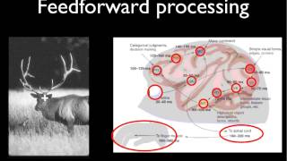 Computational Neuroscience and Learning: week 1: neuro intro part 3