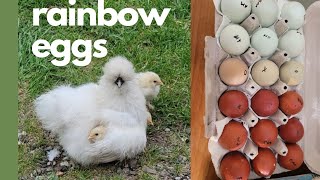 Our Rainbow Eggs Hatch! (introducing chicks to hens)