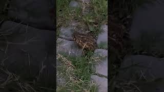 🐸💕 A frog! ✨ #gardening #frog #frogs #toad #bullfrog