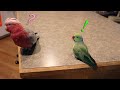 Indian Ringneck Meets My Galah Cockatoo For The FIRST Time!