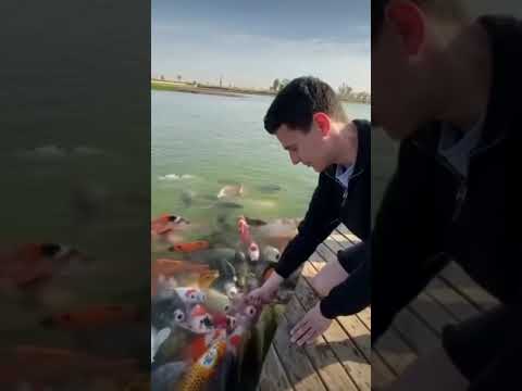 Карп Кои